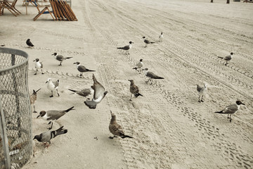 Seagulls at the beach