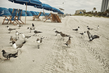 Seagulls on the beach