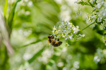 Bee in collecting nectar on meadow plants 