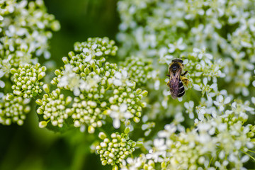 Bee in collecting nectar on meadow plants 
