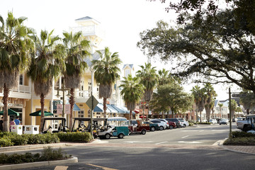 palm trees in the city