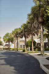 palm trees in the city