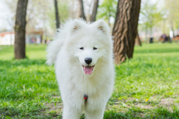 White dog breed Samoyed runs through the park on the grass