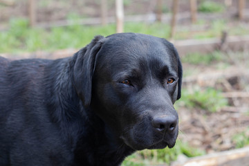 black Labrador Retriever looks at the camera