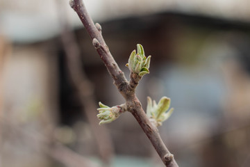 branch of apple tree with buds