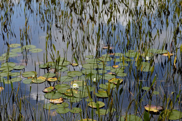 Water lilies