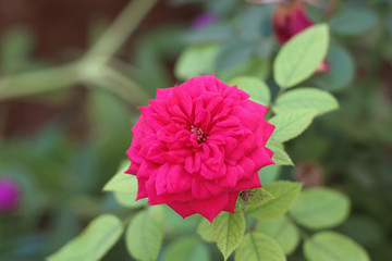 Pink rose flower 