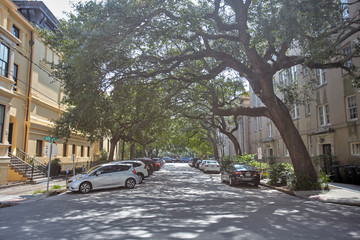 trees in street of the city