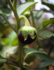close up of a plant