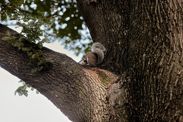 squirrel eating food on a tree