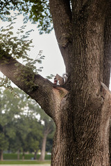 squirrel eating food on a tree