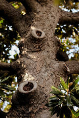 old tree trunk