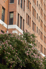 brick wall with flowers