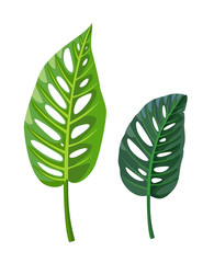 Monstera leaves. Tropical vector illustration.
