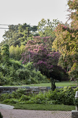 japanese garden in spring