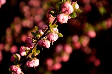 close up of  inflorescence curly ornamental pink almond blossom on one  branch growing in the garden. beautiful small pink flowers, floral background