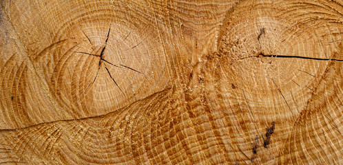 Wood texture of old cut tree trunk - wooden surface background