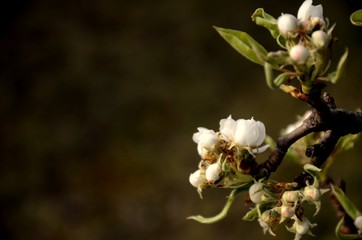 denailed and close up of white pear blossom and young green leaves on dark green brown background. white  inflorescence, many flowers and copy space