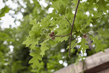 oak tree branch with acorn