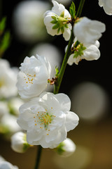 Obraz premium 花桃