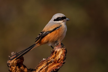 Long tailed Shrike