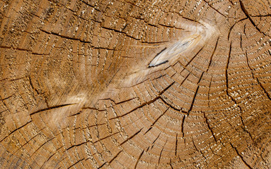 Wood texture of old cut tree trunk - wooden surface background