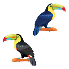 Toucans birds isolated on white background. Vector illustration.