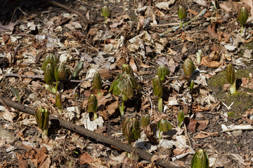 Mayapples emerging through the leaves on the forest floor on a warm spring day. 