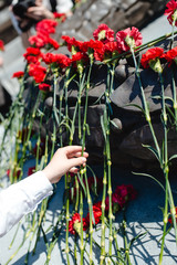 Laying a red carnation in memory of the dead. Hand close up