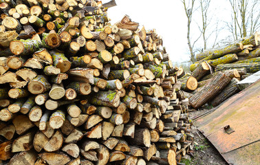 Firewood of different varieties for home heating in winter season. Pile of logs for kindling. Eco-friendly fuel.