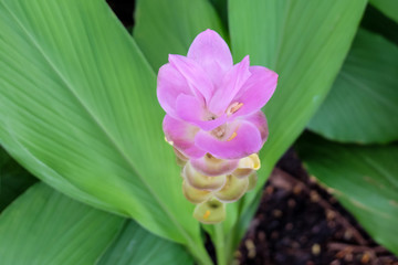 pink shoe flower blooming in the garden 