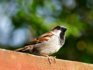 A House Sparrow (Passer domesticus)  sat on a garden fence.