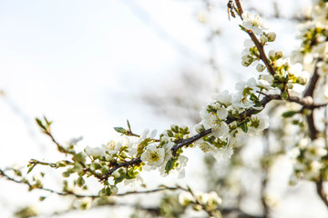 Flowering cherry branch