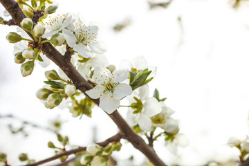 Flowering cherry branch