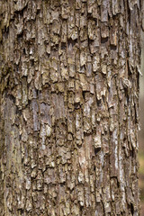 Interesting Bark