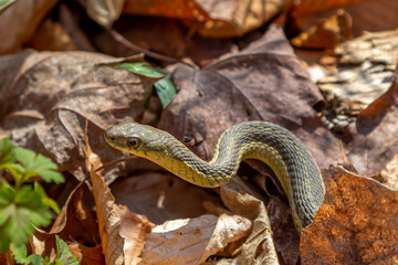 Small Garter Snake