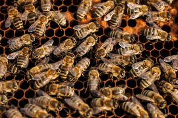 bees on empty honeycombs