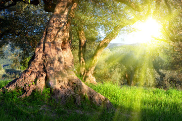 Fototapeta premium Olive tree and sunbeams