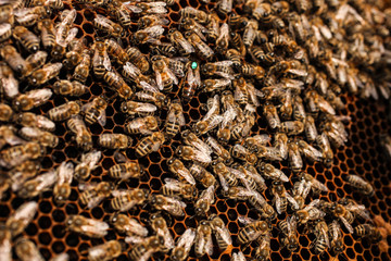 bees on empty honeycombs