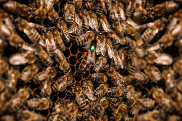 bees on empty honeycombs