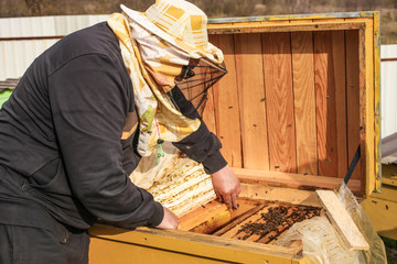 beekeeper holds a honeycomb with bees