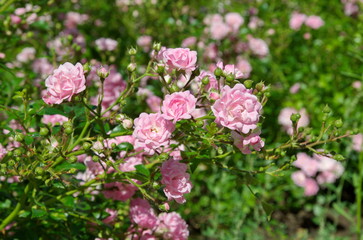 pink and white flowers