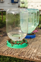 Bees drink water from a can in an apiary. Beekeeping.