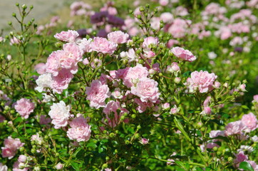 pink flowers in a garden