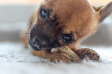 Closeup of a brown chihuahua chewing a natural deer antler. Selective focus on paw and antler.