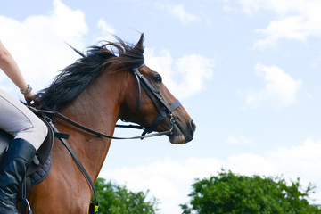 Close up shot of beautiful horse being ridden  in the english countryside.