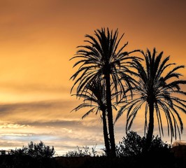 Palm tres at sunset