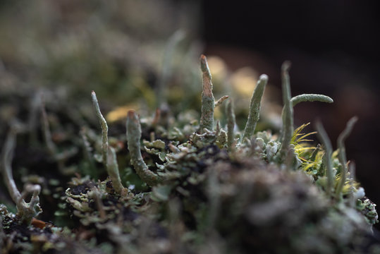 Macrophotography. Moss and lichen.