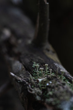 Macrophotography. Moss and lichen.