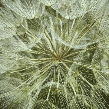 Full Frame Shot Of Dandelion